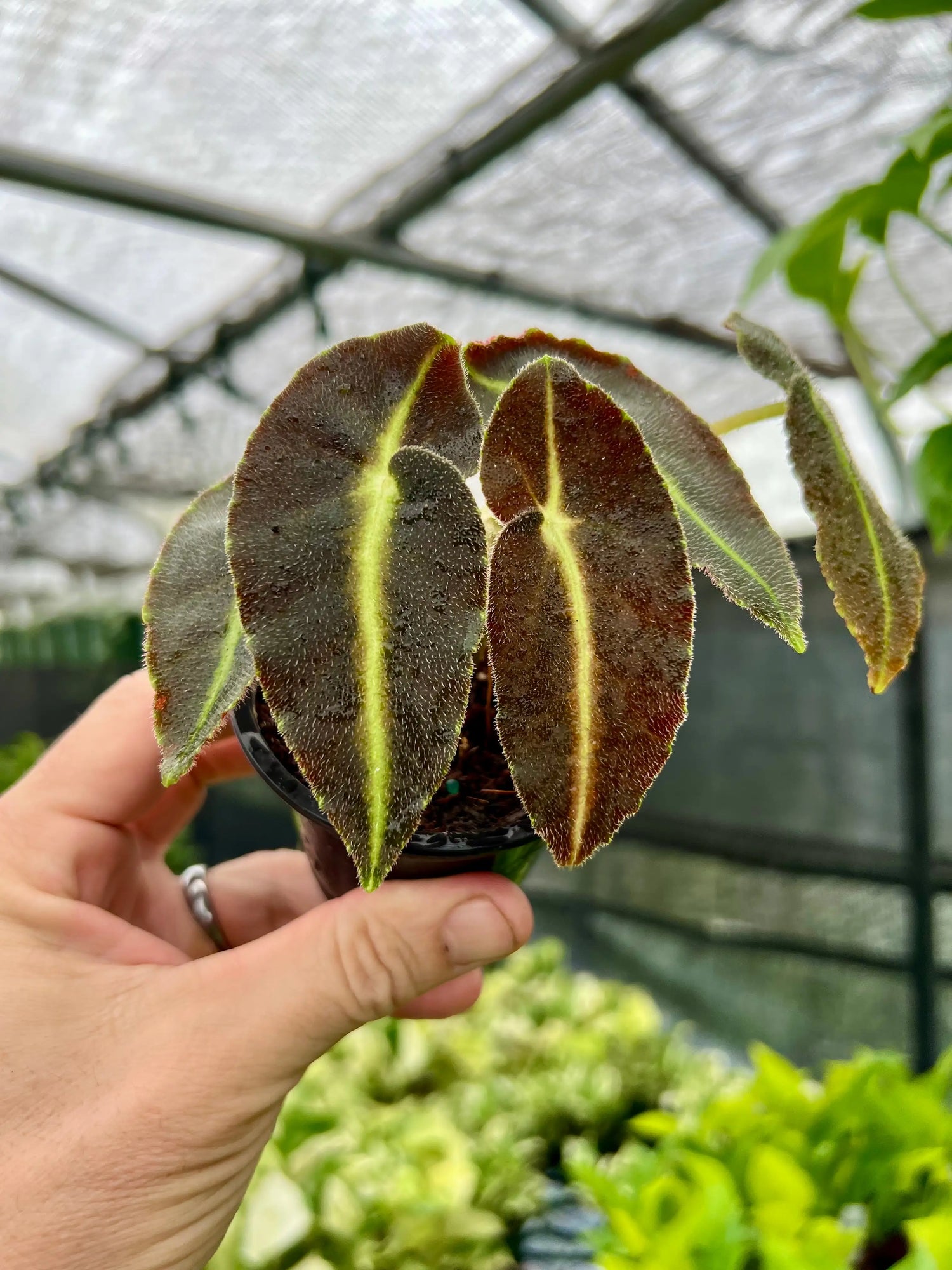 4” Begonia listada -  Canopy Plant Co.