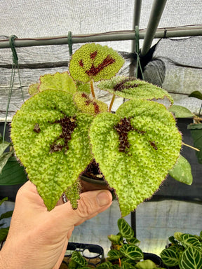 4" Begonia masoniana 'Iron Cross' Canopy Plant Co.