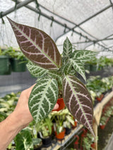 4" Bignonia argyro violacea -  Canopy Plant Co.