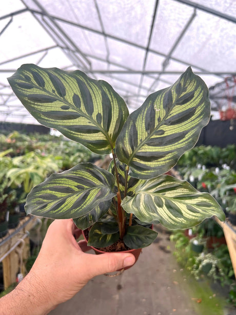 4" Calathea Makoyana -  Canopy Plant Co.