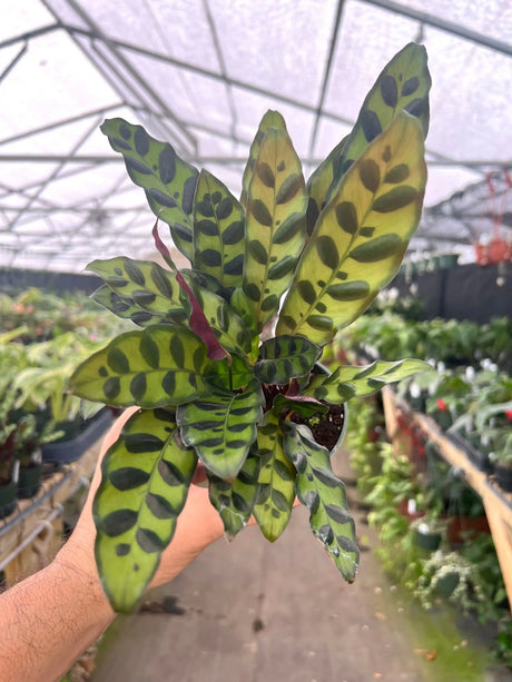 4" Calathea lancifolia 'Rattlesnake Plant' - Canopy Plant Co.