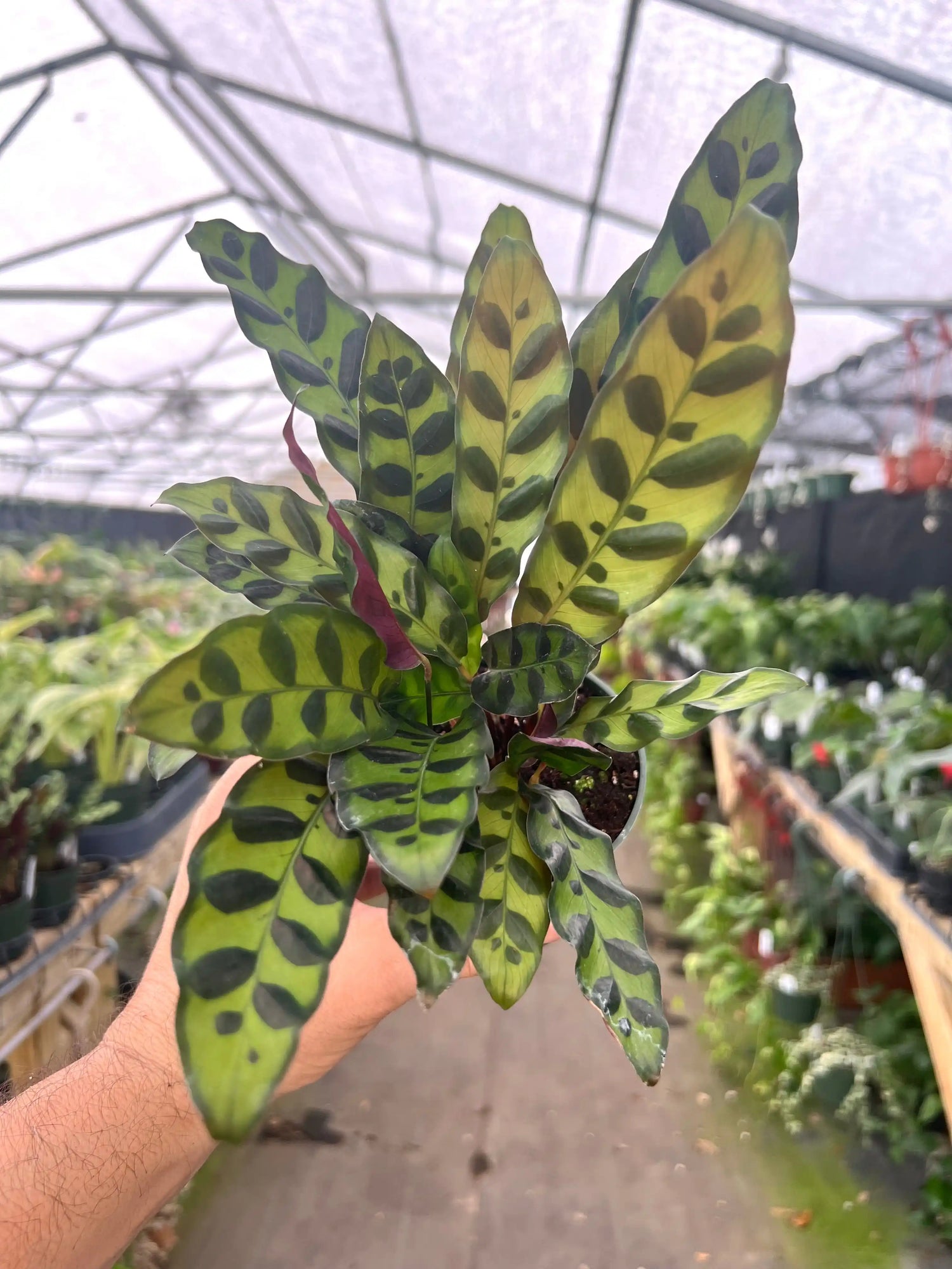 4" Calathea lancifolia 'Rattlesnake Plant' Canopy Plant Co.