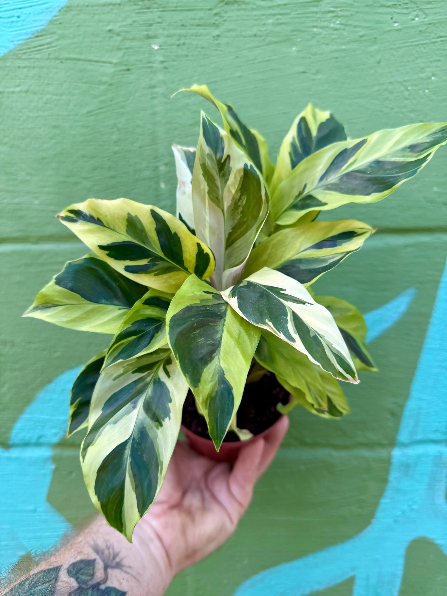 4" Calathea louisae 'Thai Beauty' ('Yellow Fusion') -  Canopy Plant Co.