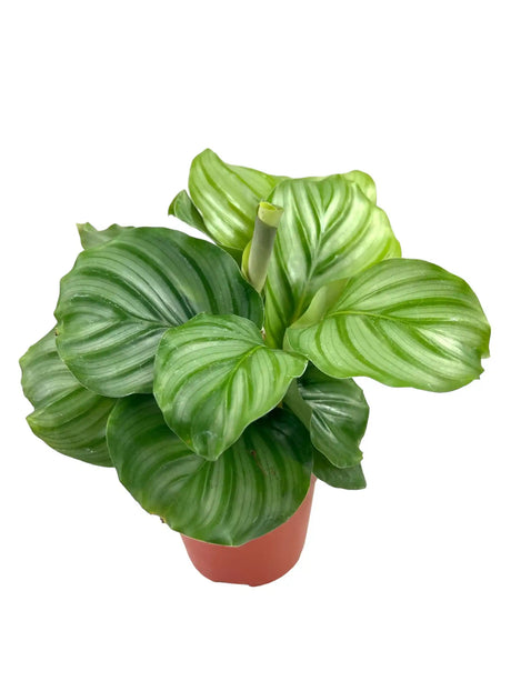 4" Calathea orbifolia - Canopy Plant Co.