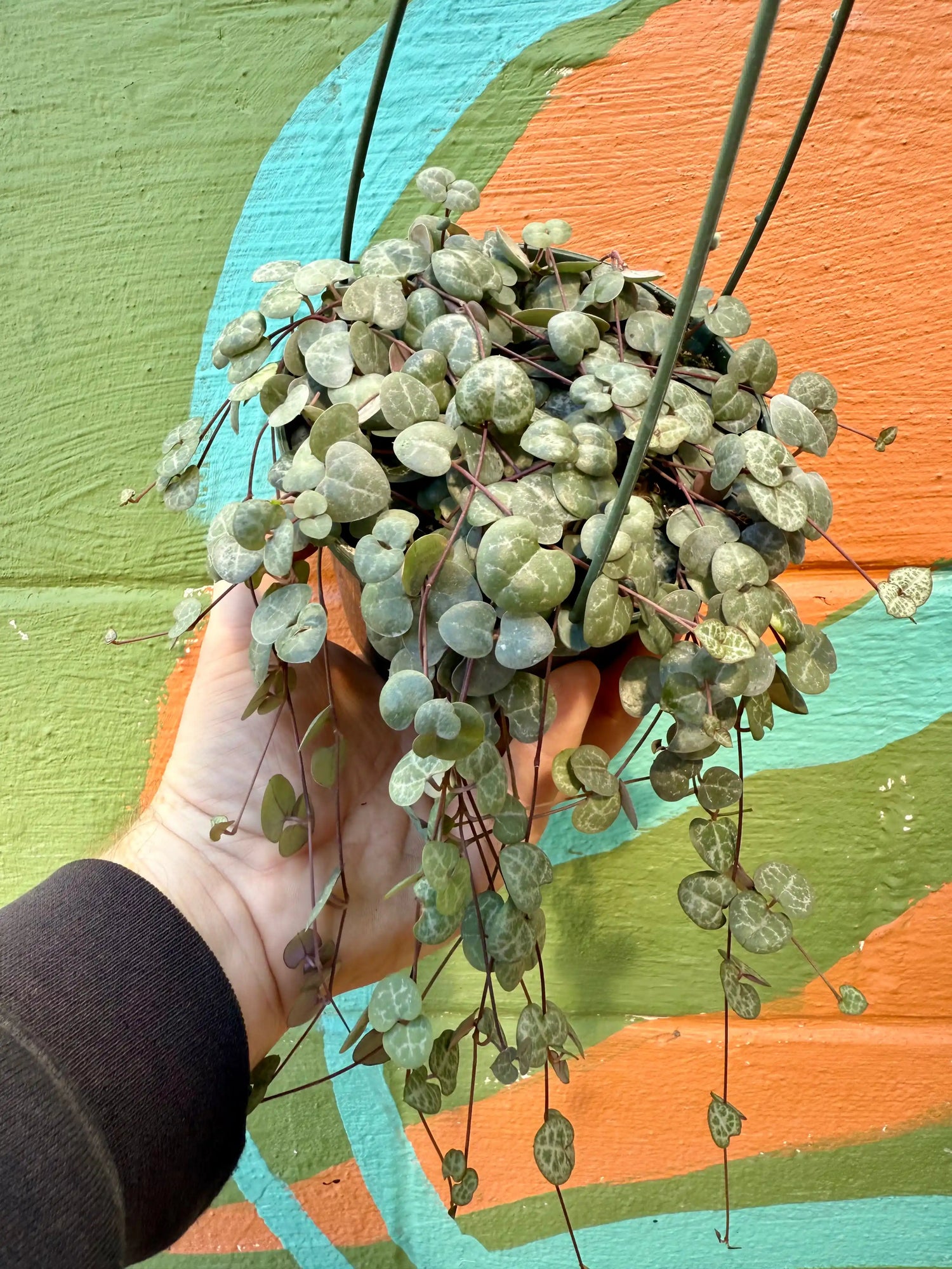 4” Ceropegia woodii ‘String of Hearts' hanging basket - Canopy Plant Co.