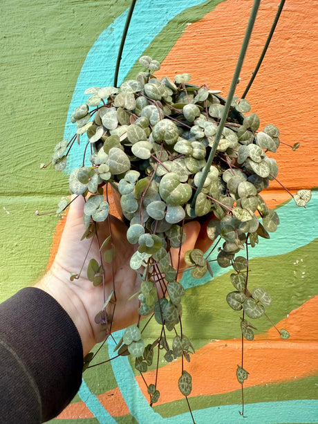 4” Ceropegia woodii ‘String of Hearts' hanging basket - Canopy Plant Co.