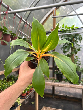 4” Chlorophytum Fire Flash -  Canopy Plant Co.