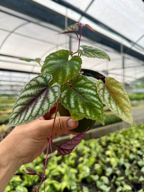 4" Cissus discolor -  Canopy Plant Co.