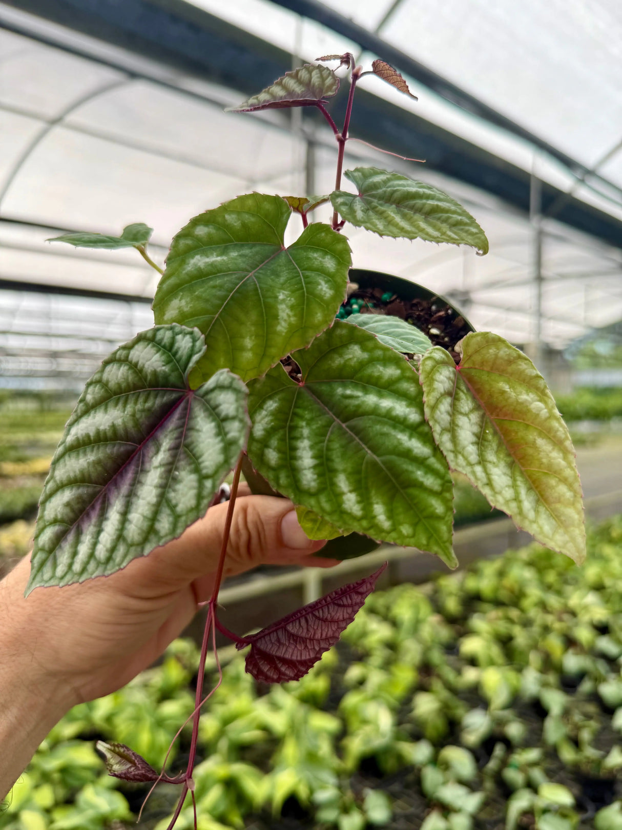 4" Cissus discolor Canopy Plant Co.