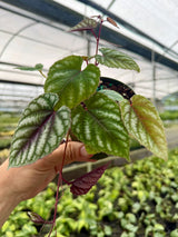 4" Cissus discolor Canopy Plant Co.