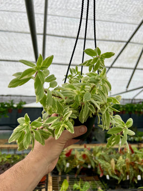 4" Columnea hirta 'Light Prince' hanging basket -  Canopy Plant Co.