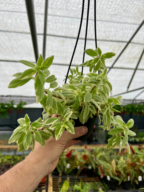 4" Columnea hirta 'Light Prince' hanging basket -  Canopy Plant Co.