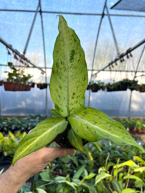 4" Dieffenbachia 'Camouflage' -  Canopy Plant Co.