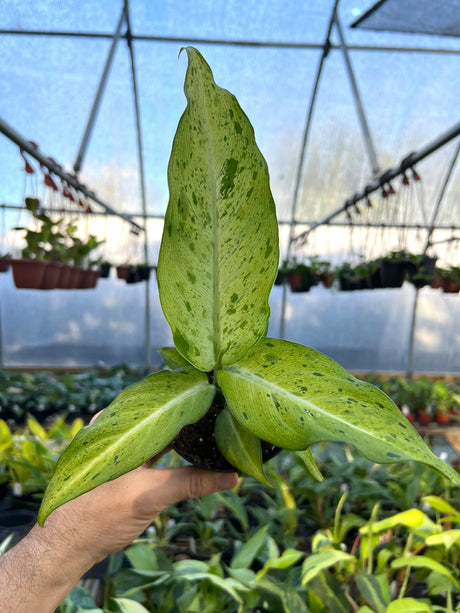 4" Dieffenbachia 'Camouflage' -  Canopy Plant Co.