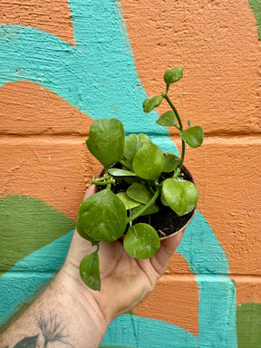 4" Dischidia imbricata Canopy Plant Co.