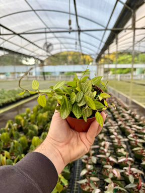 4" Dischidia ovata 'Watermelon' -  Canopy Plant Co.