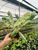 4" Epipremnum giganteum variegated -  Canopy Plant Co.