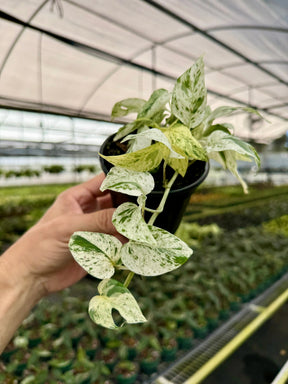 4” Epipremnum pinnatum 'Marble' -  Canopy Plant Co.