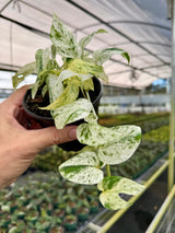 4” Epipremnum pinnatum 'Marble' -  Canopy Plant Co.