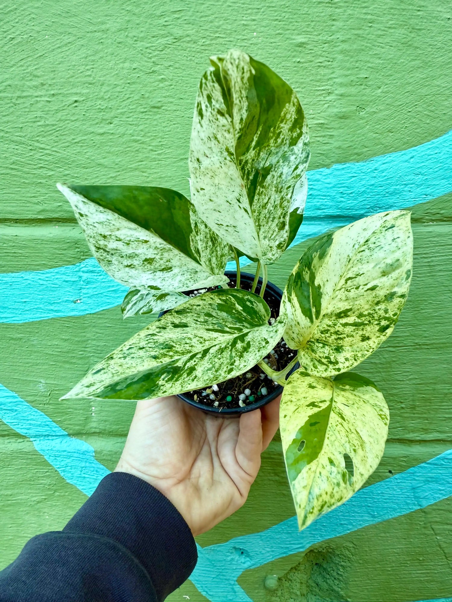 4” Epipremnum pinnatum 'Marble' - Canopy Plant Co.