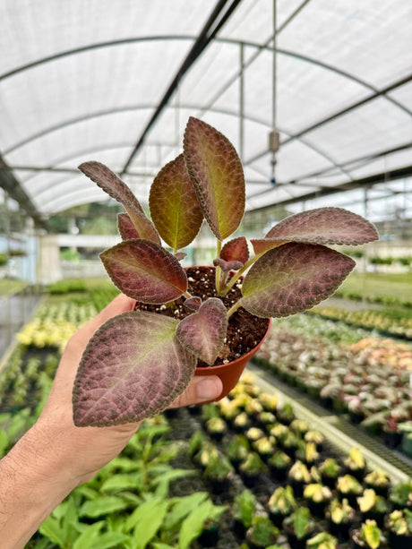 4” Episcia 'Temptation' -  Canopy Plant Co.