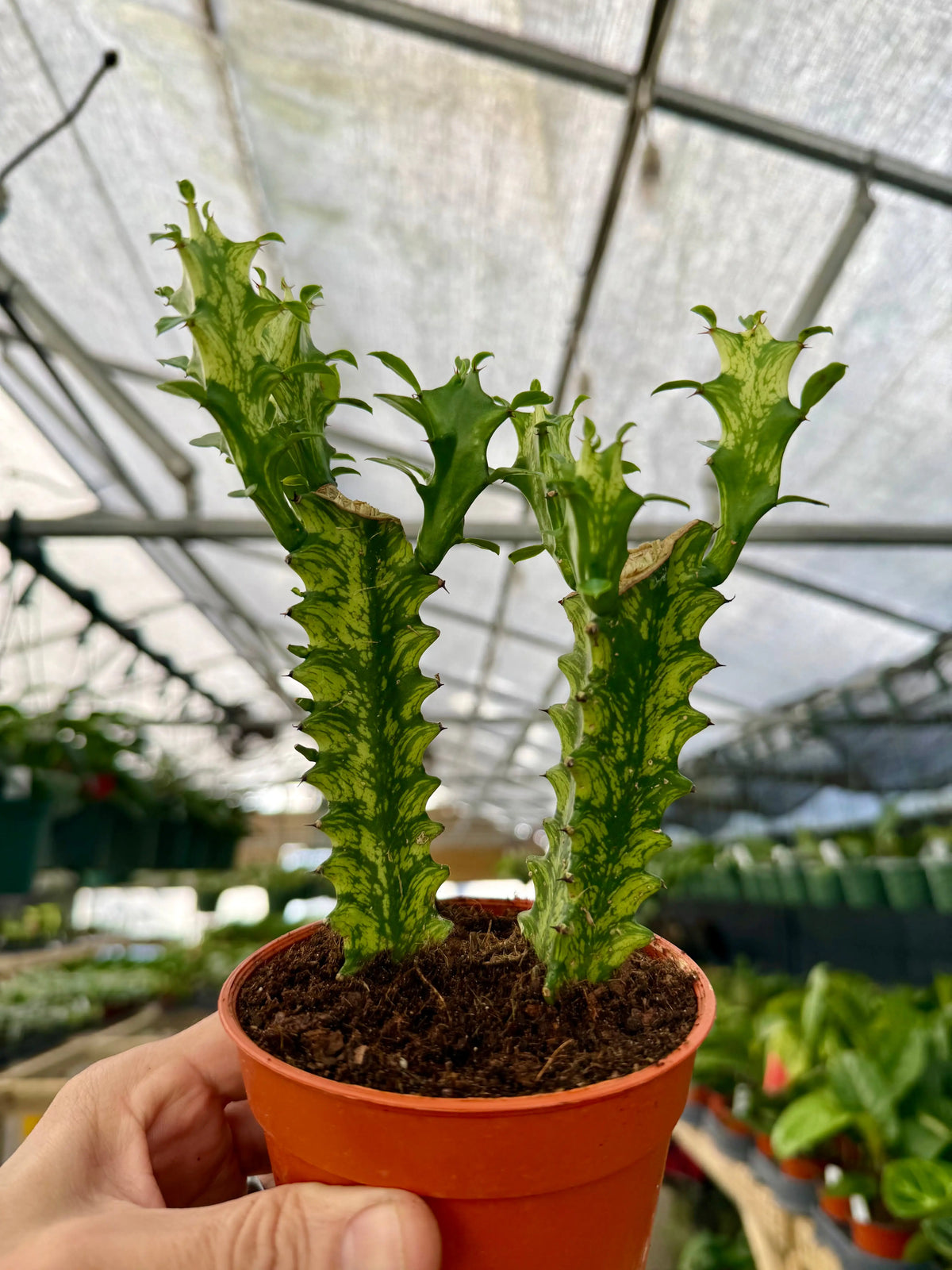 Healthy 4-inch Euphorbia ‘Mint Cream’ potted plant from Canopy Plant Co. with vibrant green and cream-colored foliage.