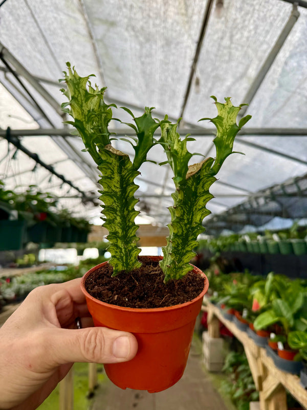 Potted 4-inch Euphorbia ‘Mint Cream’ plant from Canopy Plant Co. with green and cream-colored foliage, healthy and vibrant.