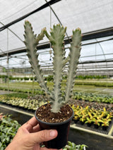 4-inch Euphorbia lactea 'Ghost Cactus' in a pot, featuring white, ghostly branches and spines, from Canopy Plant Co.