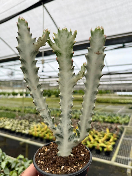 Healthy 4-inch Euphorbia lactea 'Ghost Cactus' in a pot, showcasing its distinctive ghostly white and green spiny branches.