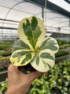 4” Ficus lyrata 'Fiddle Leaf' variegated -  Canopy Plant Co.