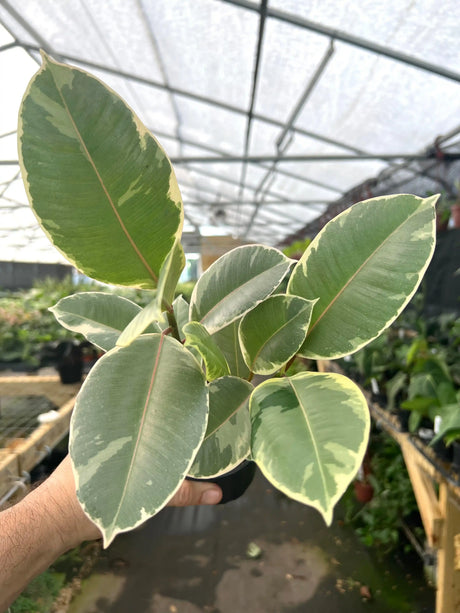 4" Ficus tineke - Canopy Plant Co.