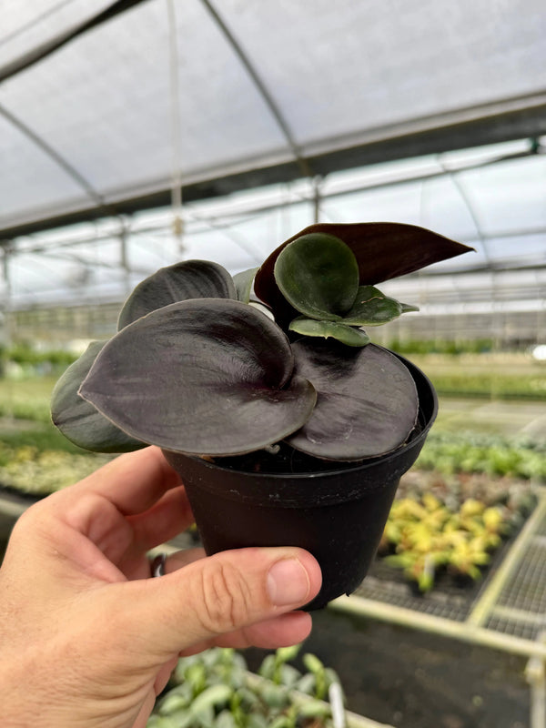 Healthy 4-inch Geogenanthus ciliatus plant with lush green leaves, showcased by Canopy Plant Co.