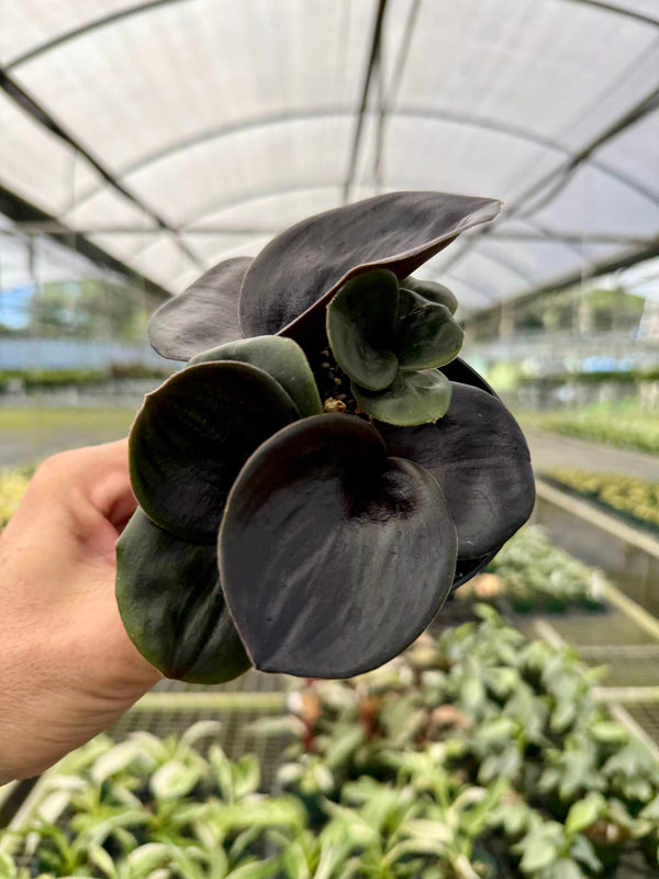 Healthy 4-inch Geogenanthus ciliatus plant with vibrant green leaves, displayed by Canopy Plant Co.