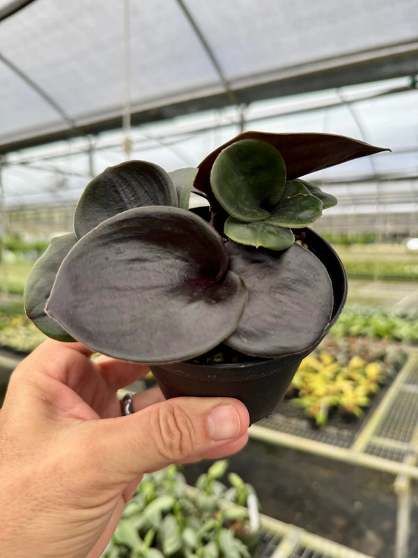 Healthy 4-inch Geogenanthus ciliatus plant by Canopy Plant Co. with lush green leaves and compact growth.