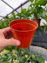 4" Grow Pot (5 pack) Canopy Plant Co.