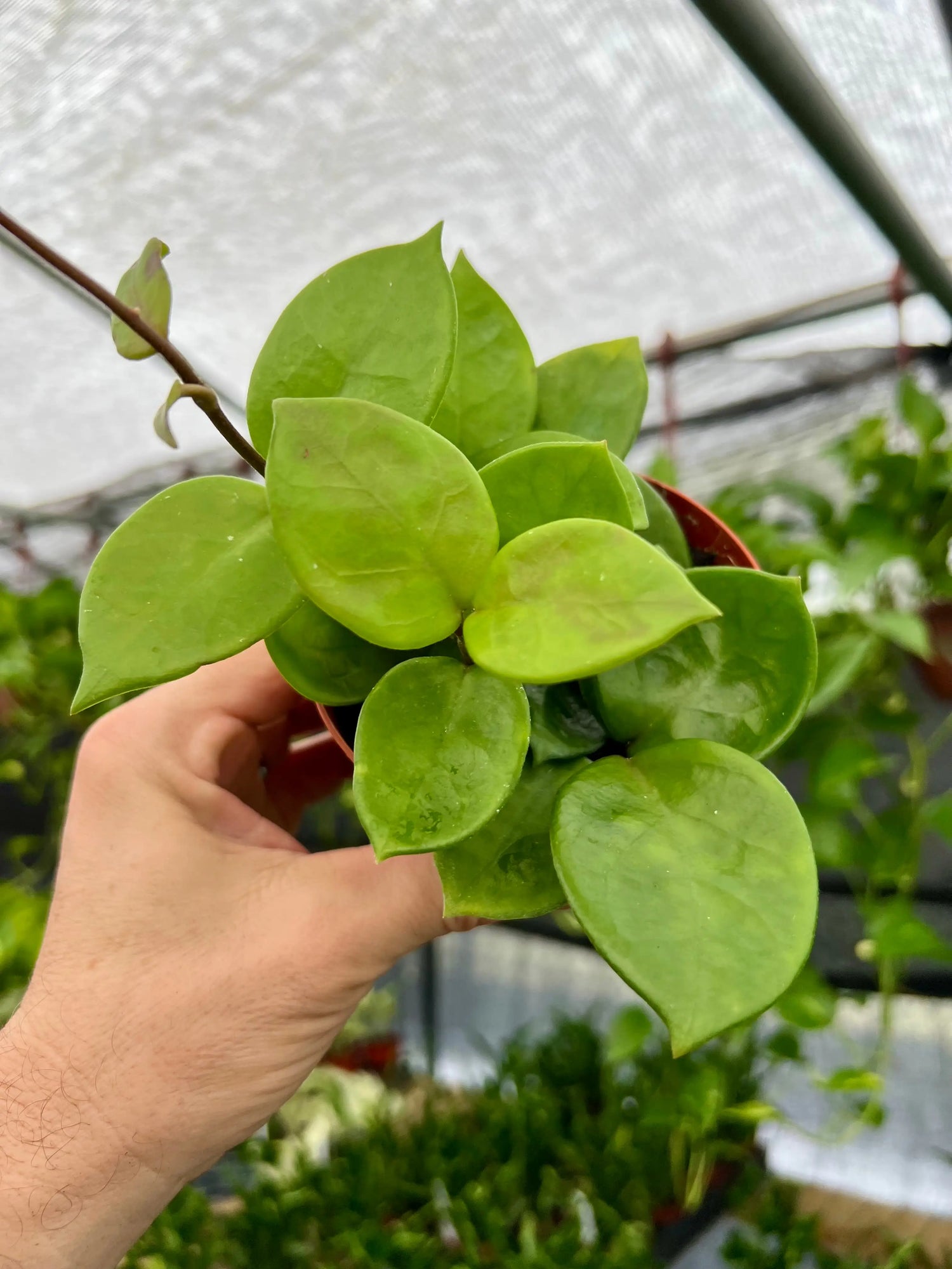 4" Hoya 'Amore' -  Canopy Plant Co.