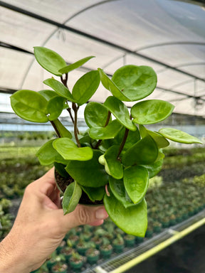 4” Hoya 'Chelsea' -  Canopy Plant Co.