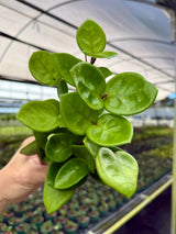 4” Hoya 'Chelsea' Canopy Plant Co.