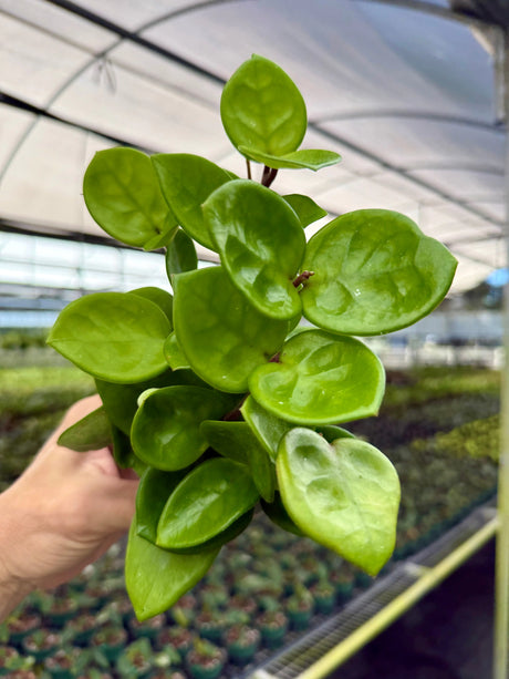 4” Hoya 'Chelsea' Canopy Plant Co.