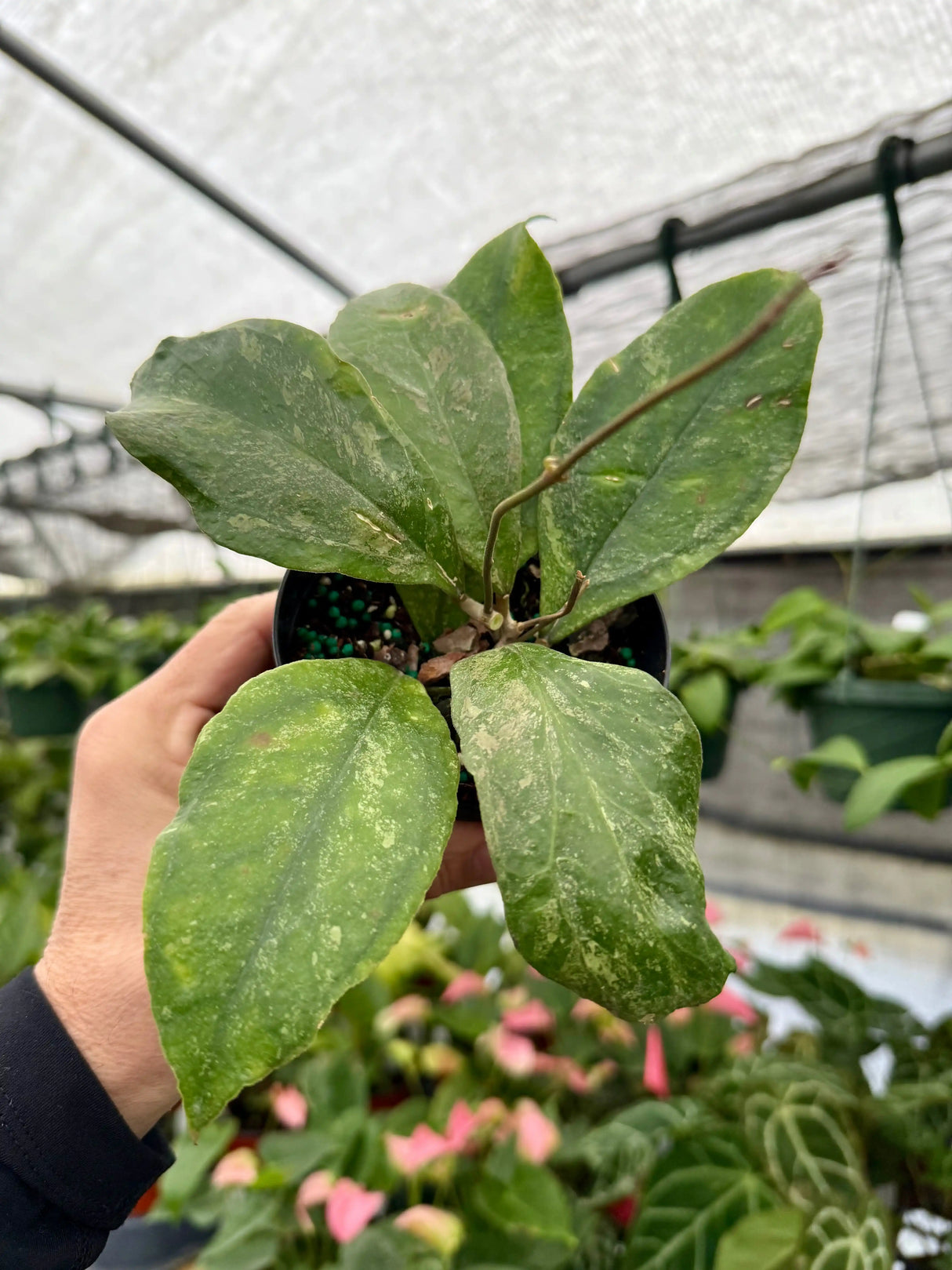 4” Hoya 'Chicken Farm' - Canopy Plant Co.