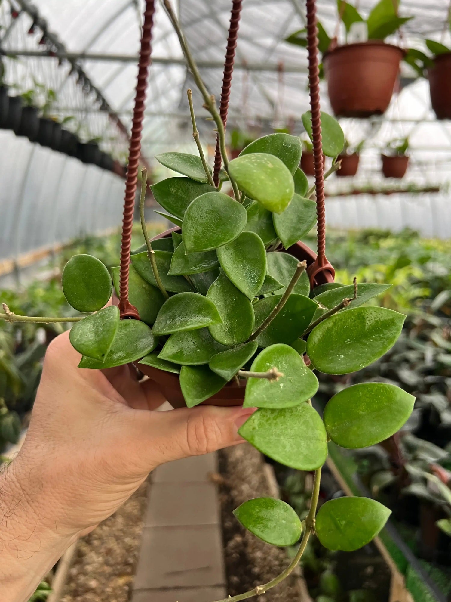 4" Hoya ‘Chouke’ hanging basket - Canopy Plant Co.