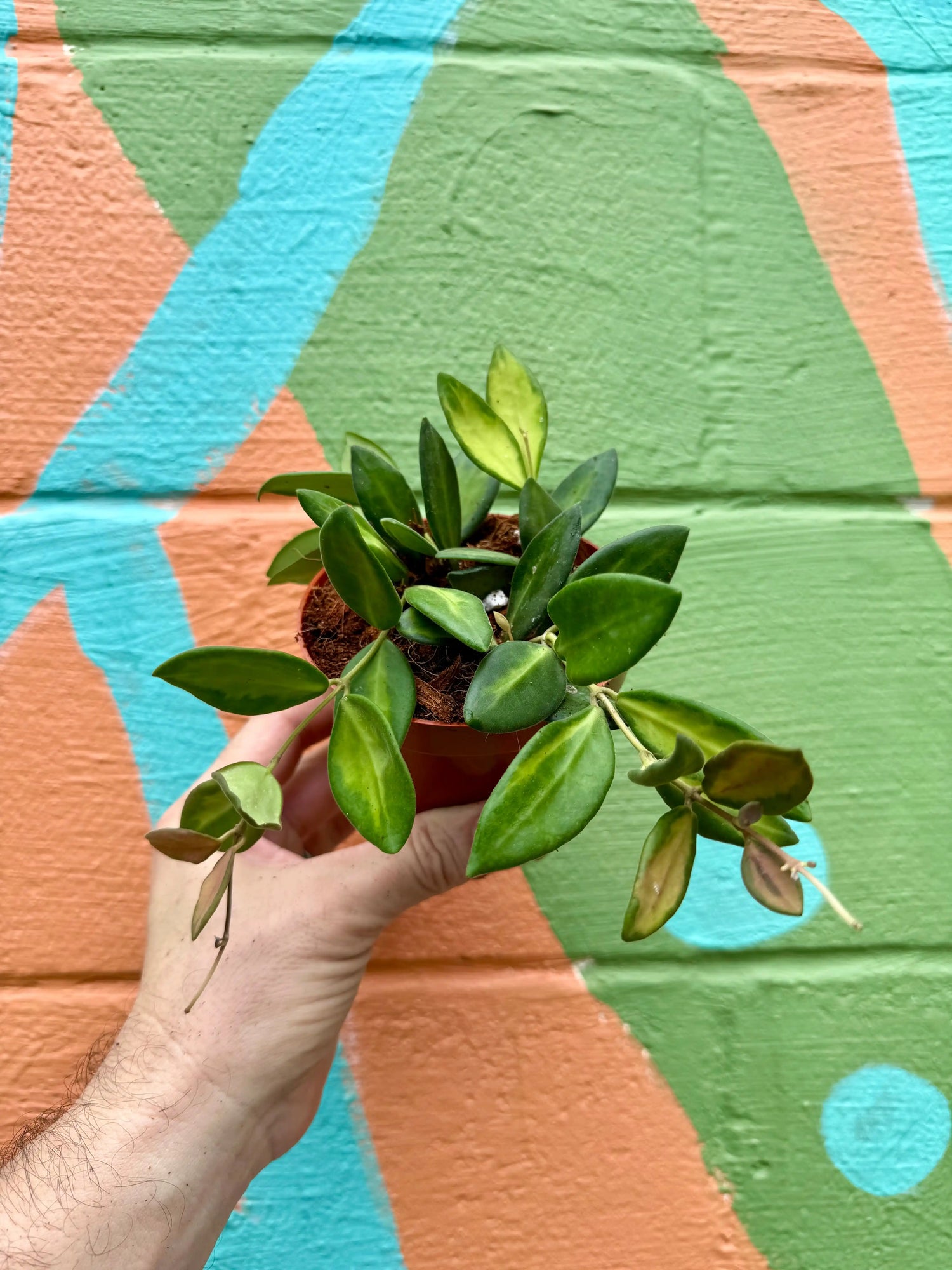 4" Hoya DS-70 variegated Canopy Plant Co.
