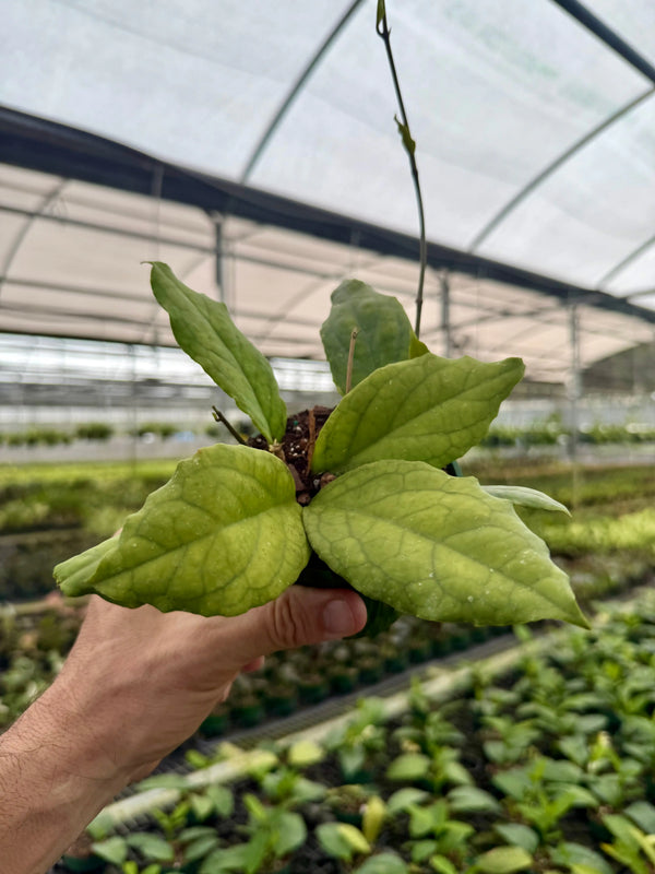 Healthy Hoya EPC-1015 plant from Canopy Plant Co., showcasing glossy green leaves and compact growth.