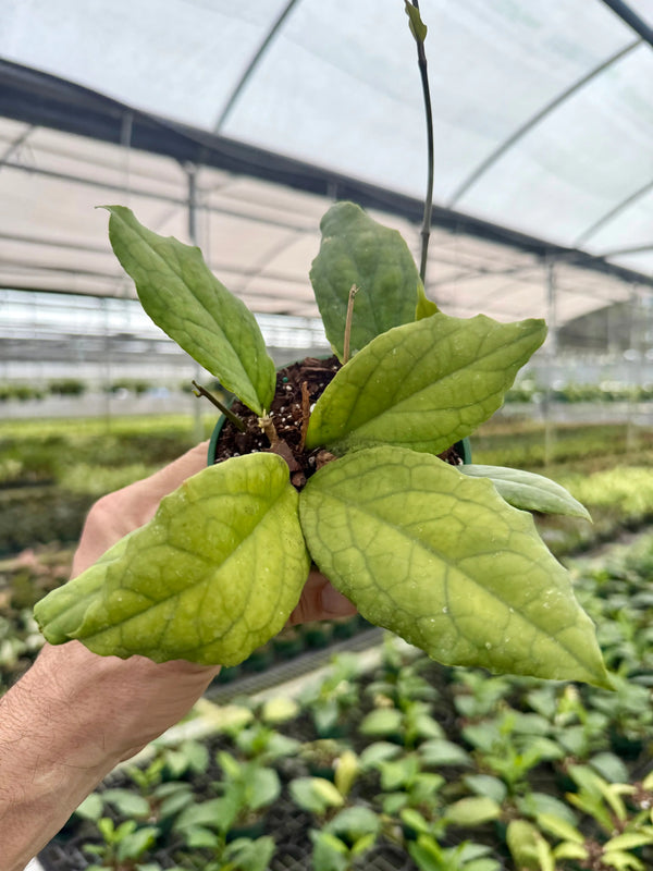 Close-up of a Hoya EPC-1015 plant leaf, showcasing its glossy green foliage and distinctive shape, from Canopy Plant Co.