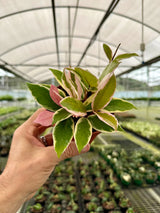 4” Hoya 'Flamingo Dream' -  Canopy Plant Co.