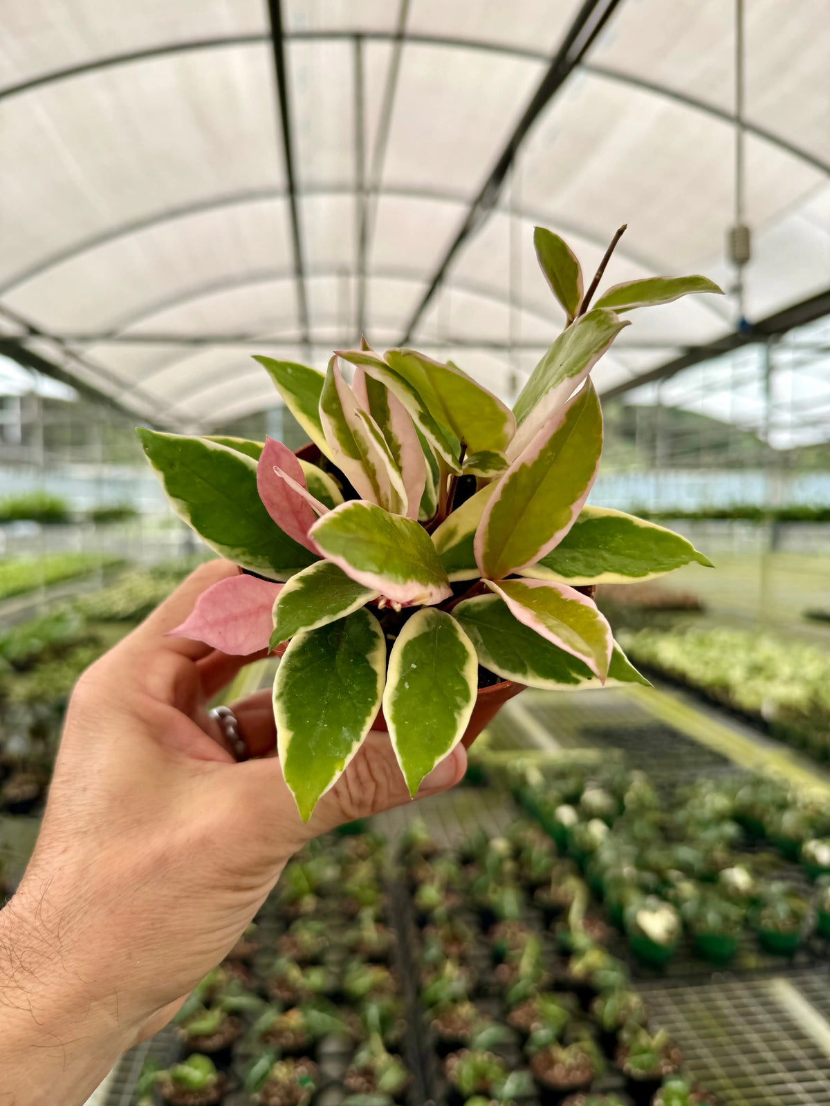 4” Hoya 'Flamingo Dream' | Canopy Plant Co.