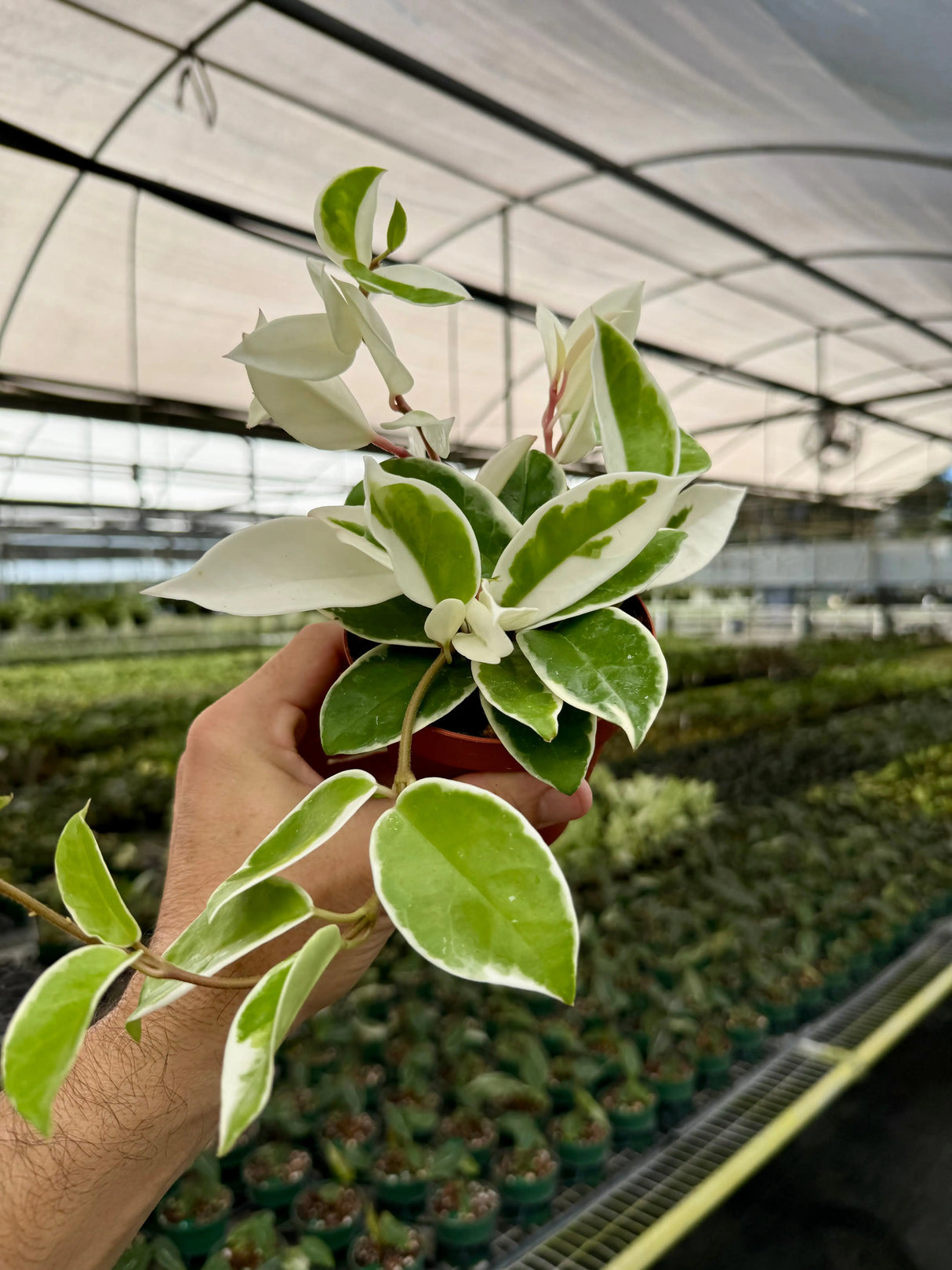 4" Hoya ‘Krimson Queen’ -  Canopy Plant Co.