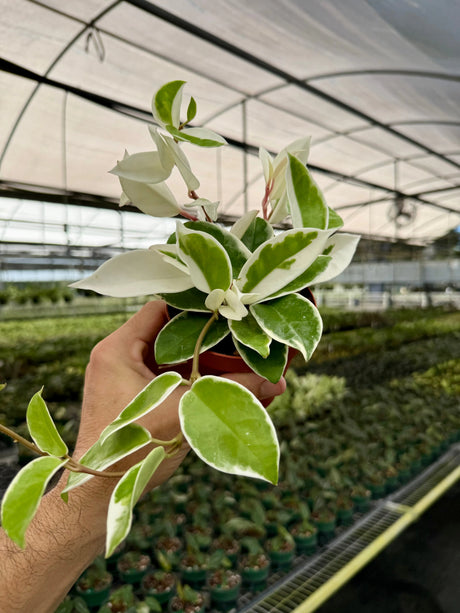 4" Hoya ‘Krimson Queen’ -  Canopy Plant Co.
