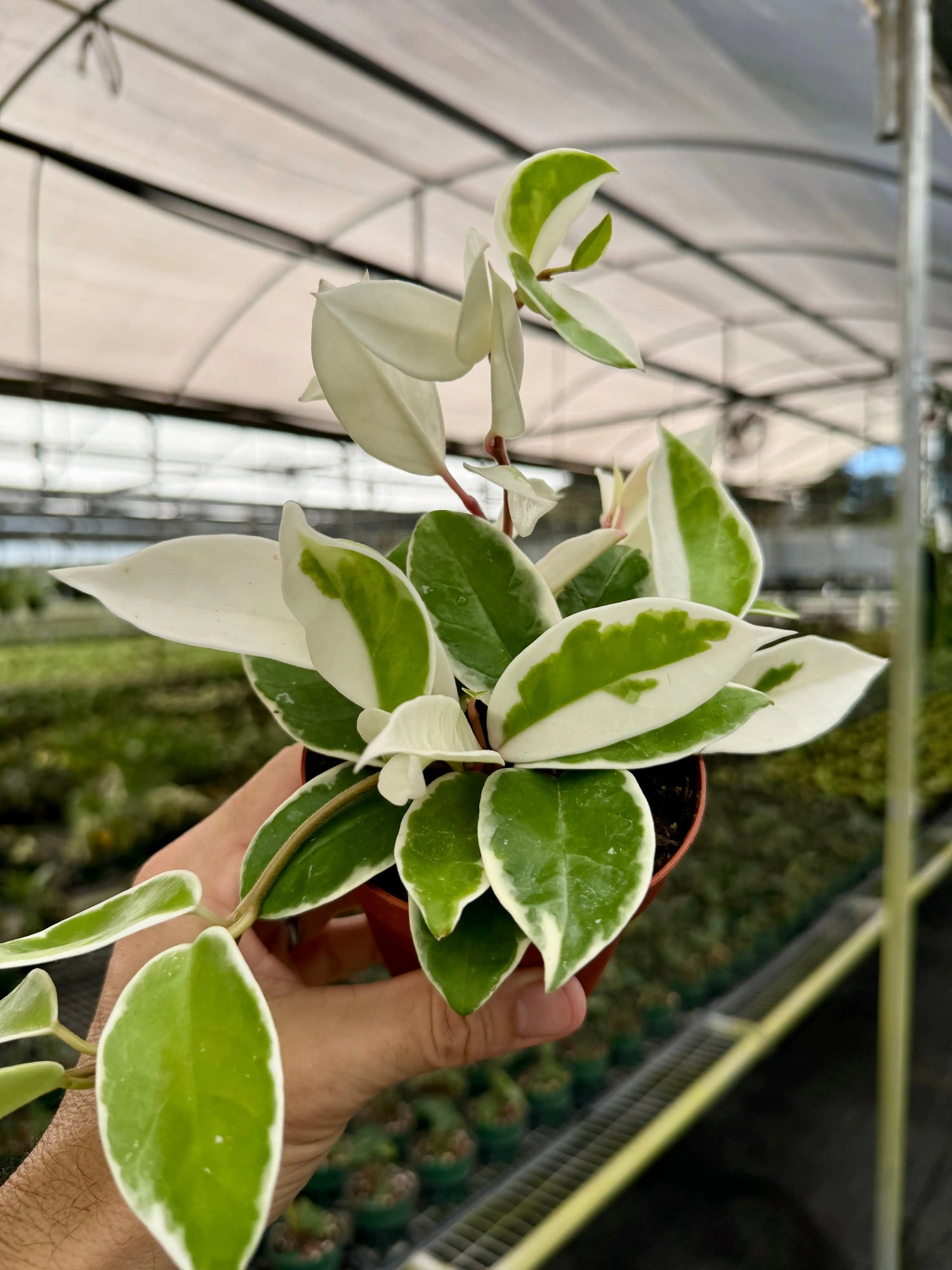 4" Hoya ‘Krimson Queen’ -  Canopy Plant Co.