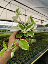4" Hoya ‘Krimson Queen’ Canopy Plant Co.